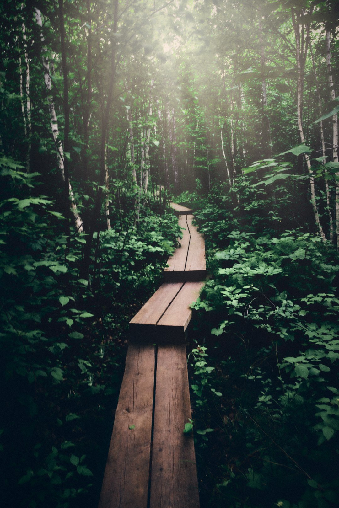 Mindful Walking