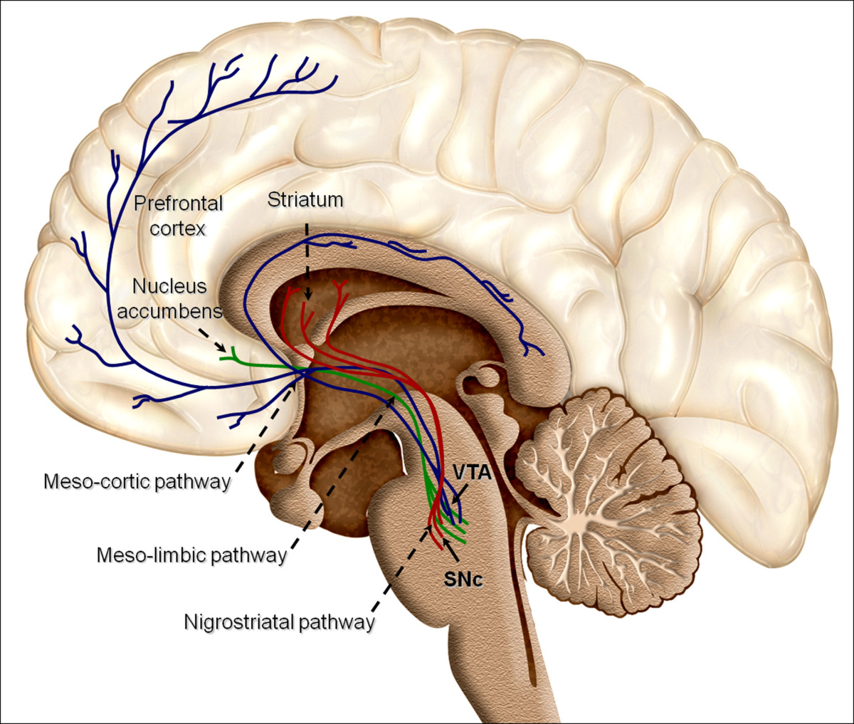 Dopamine and habit formation
