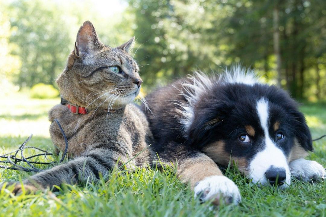 Pet Care Routine Tracker (Google Sheets)