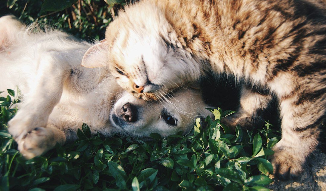 Pet Care Routine Tracker (Google Sheets)